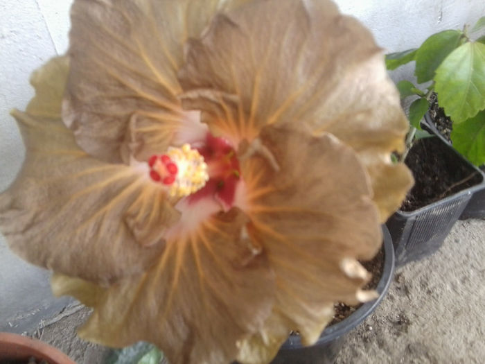 bunelor mele prietene