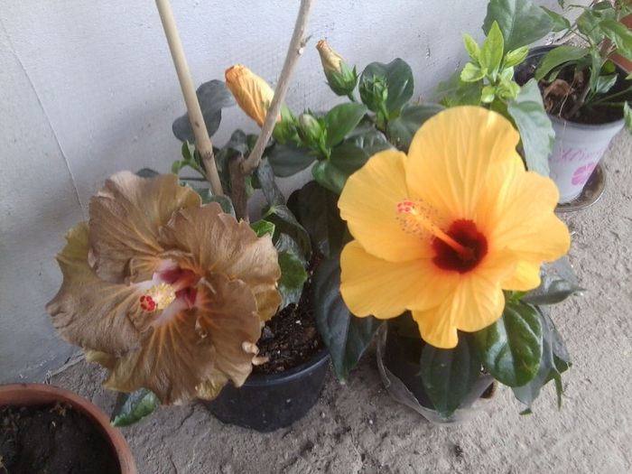 Fotografie1306 - hibiscusi 2013-1