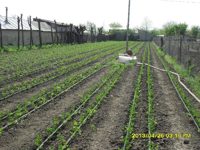 SDC12679; telina prinz
