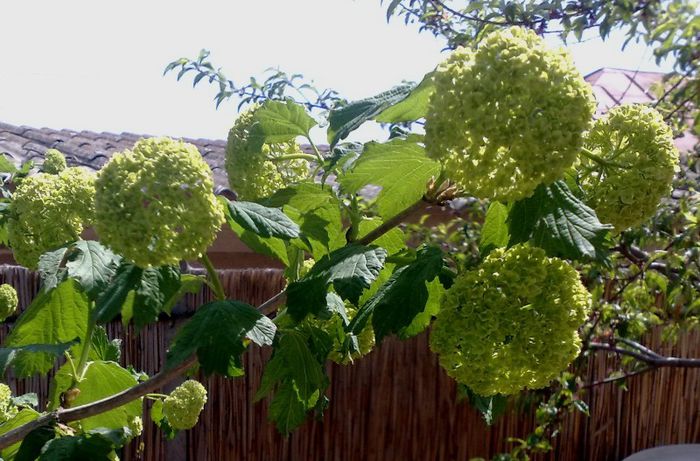 28042013 - Viburnum sau Calin