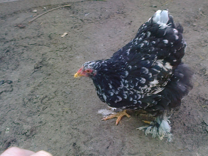 Fotografie0513 - B4-COCHI BOBAT