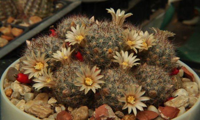 Mammillaria prolifera ssp. texana - Mammillaria prolifera ssp texana