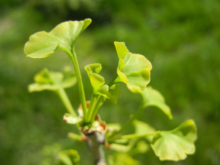 Gingko biloba (2013, April 25)