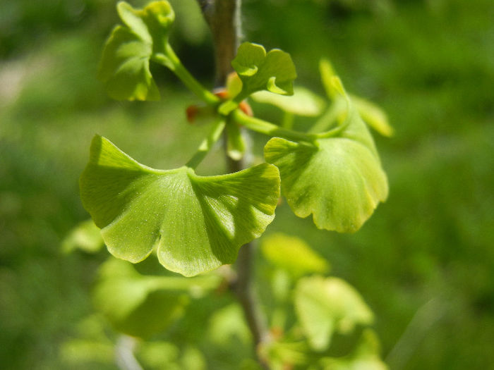 Gingko biloba (2013, April 25)