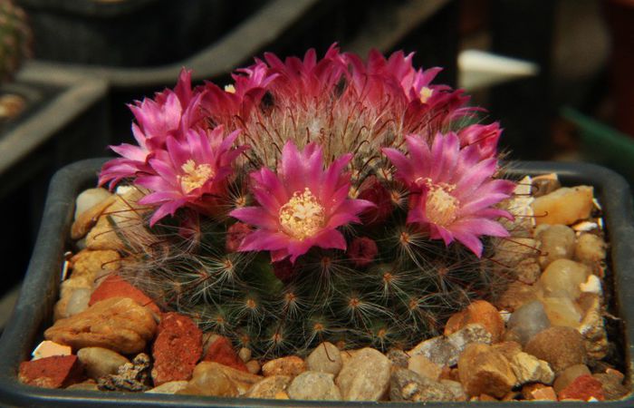 Mammillaria bocasana v. roseiflora - Mammillaria bocasana v roseiflora