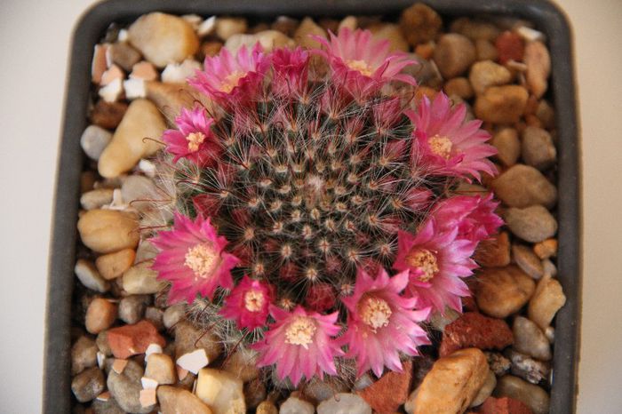 Mammillaria bocasana v. roseiflora