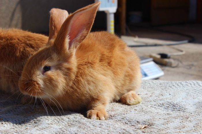 pui ug galben 5 saptamani