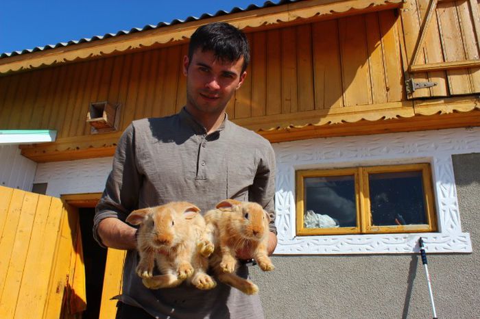 pui ug galben 5 saptamani