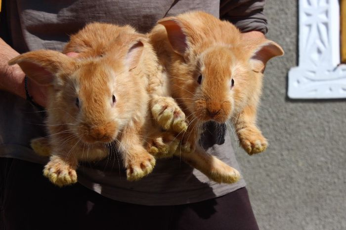 pui ug galben 5 saptamani