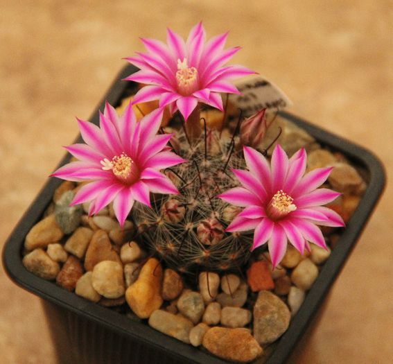 Mammillaria longiflora - Mammillaria longiflora