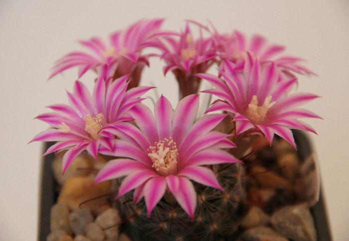 Mammillaria longiflora