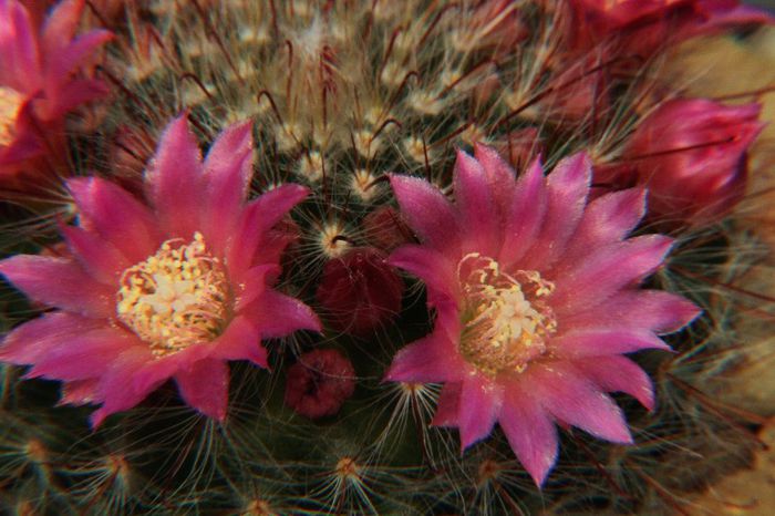 Mammillaria bocasana v. roseiflora - Mammillaria bocasana v roseiflora