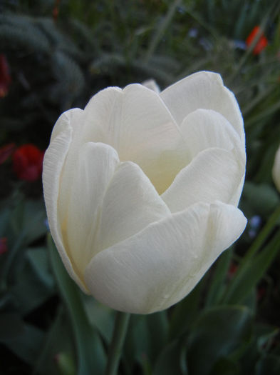 Tulipa Antarctica (2013, April 27) - Tulipa Antarctica