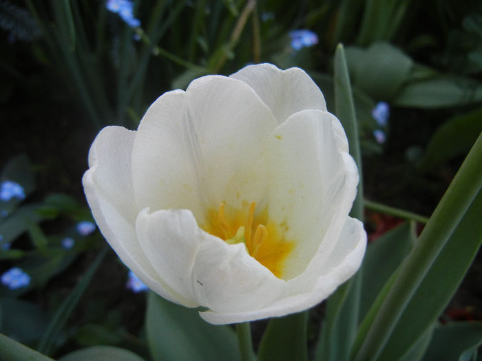 Tulipa Antarctica (2013, April 27)