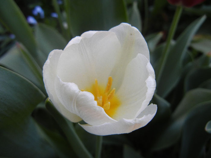 Tulipa Antarctica (2013, April 27)