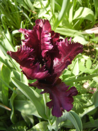 Tulipa Black Parrot (2013, April 27) - Tulipa Black Parrot