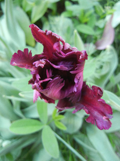 Tulipa Black Parrot (2013, April 27)