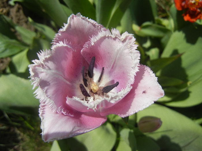 Tulipa Canova (2013, April 27) - Tulipa Canova