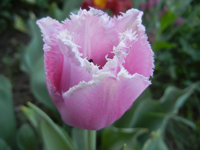 Tulipa Canova (2013, April 27) - Tulipa Canova