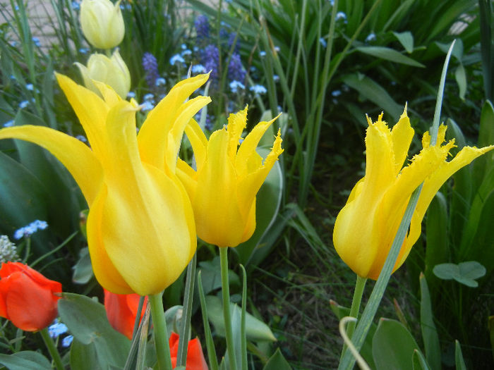 Tulipa Cistula (2013, April 27) - Tulipa Cistula