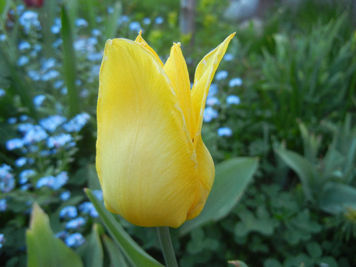 Tulipa Flashback (2013, April 27) - Tulipa Flashback
