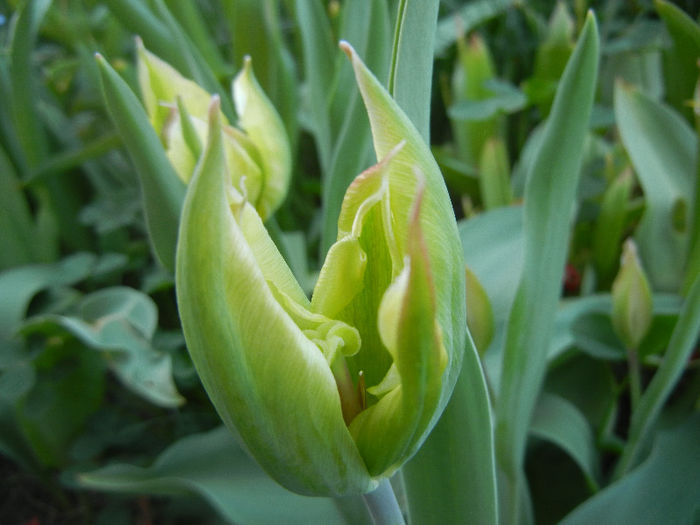 Tulipa Hummingbird (2013, April 27) - Tulipa Hummingbird