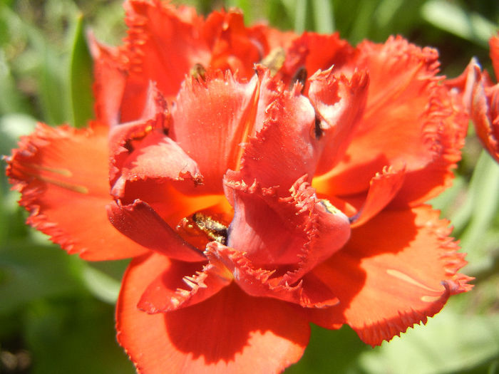 Tulipa Maroon (2013, April 27) - Tulipa Maroon