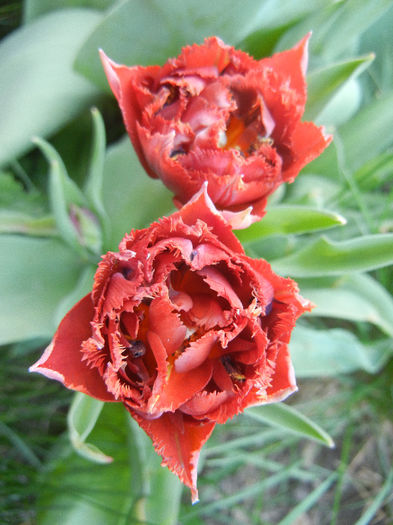 Tulipa Maroon (2013, April 27) - Tulipa Maroon