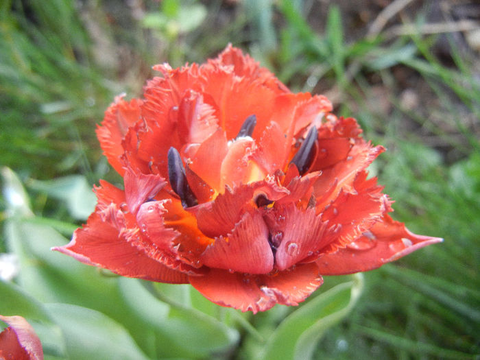 Tulipa Maroon (2013, April 27) - Tulipa Maroon