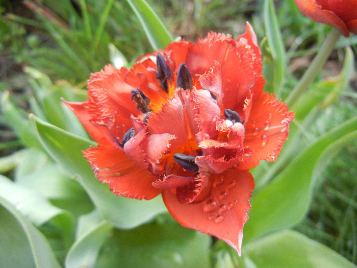 Tulipa Maroon (2013, April 27) - Tulipa Maroon