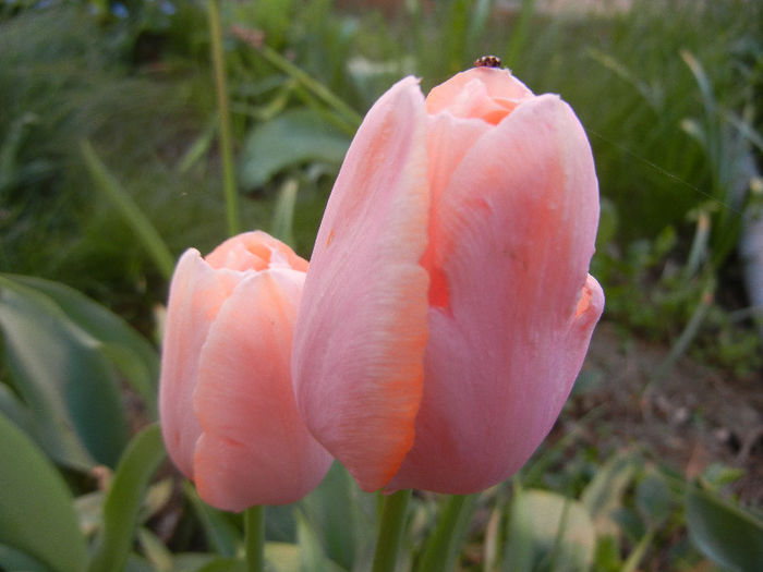 Tulipa Menton (2013, April 27)