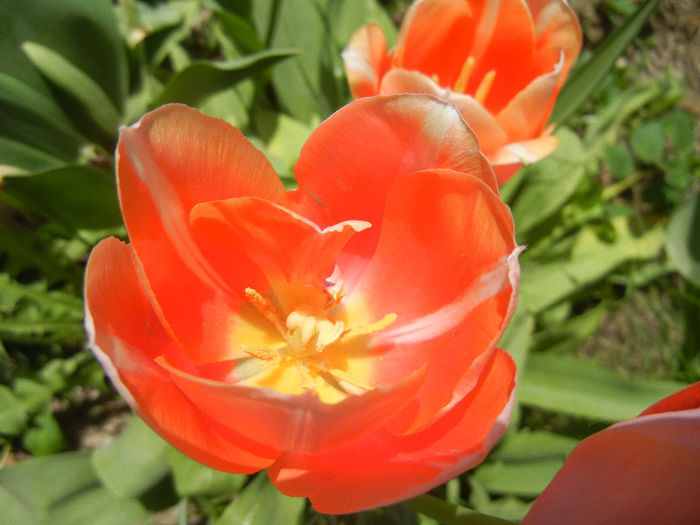 Tulipa Menton (2013, April 27) - Tulipa Menton