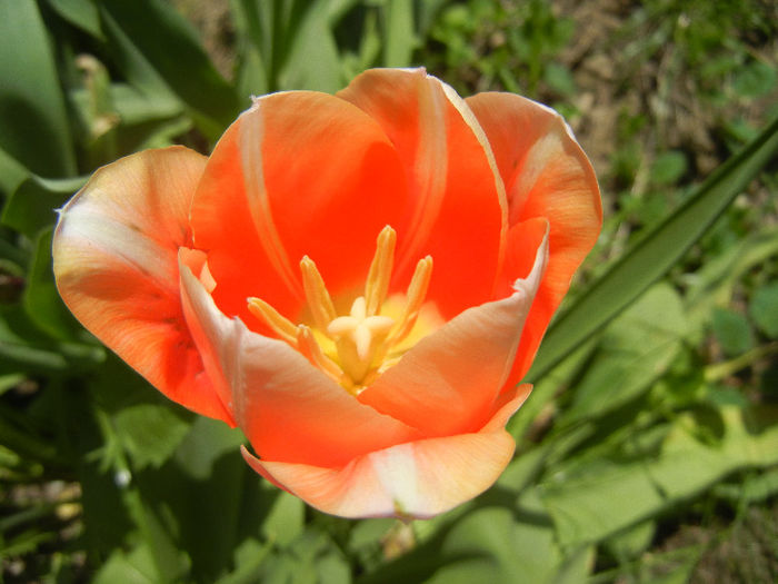 Tulipa Menton (2013, April 27) - Tulipa Menton