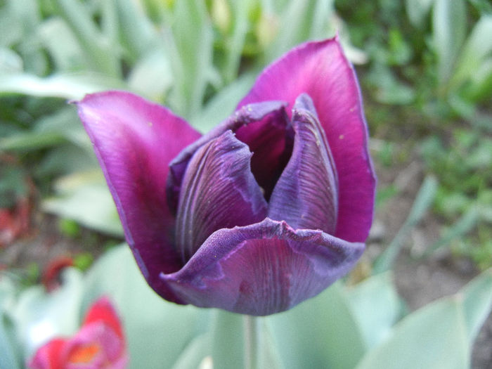 Tulipa Negrita (2013, April 27) - Tulipa Negrita