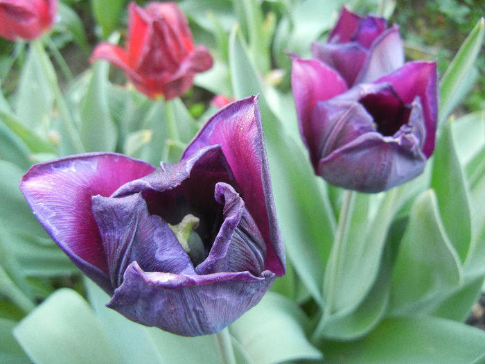 Tulipa Negrita (2013, April 27)