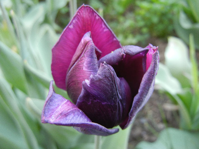 Tulipa Negrita (2013, April 27) - Tulipa Negrita