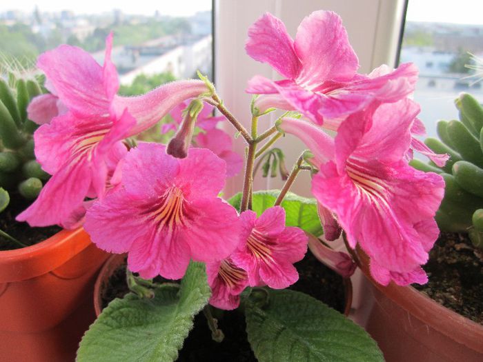 Streptocarpus - Multumesc elluta! - Flori - 2013