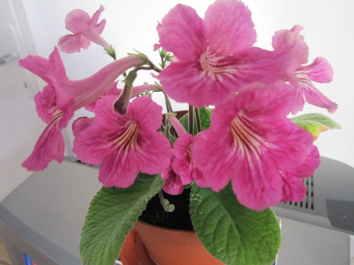 Streptocarpus - Flori - 2013