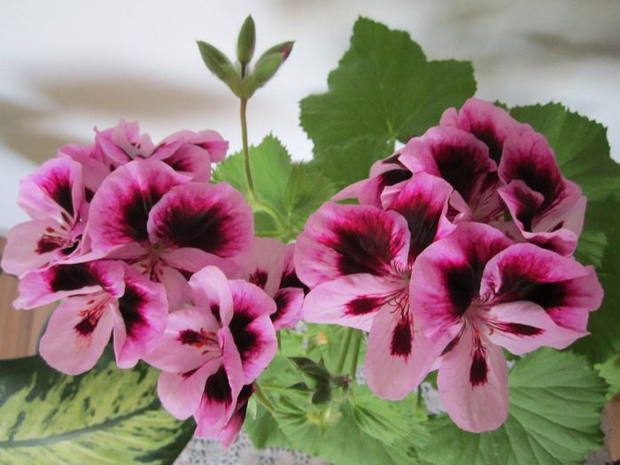 Muscata - Flori - 2013