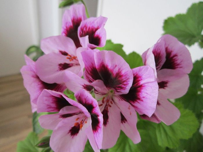 Muscata - Flori - 2013