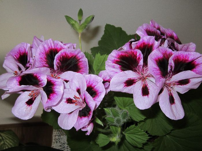 Muscata - Flori - 2013