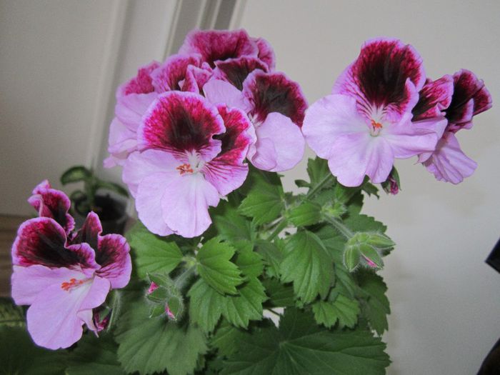 Muscata - Flori - 2013