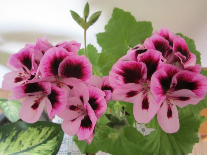 Muscata - Flori - 2013