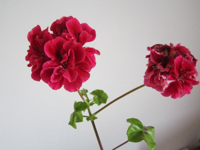 Muscata - Flori - 2013