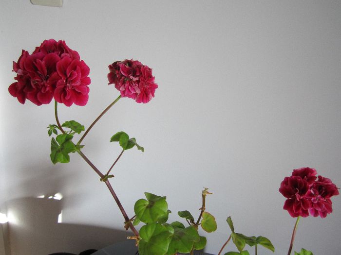 Muscata - Flori - 2013