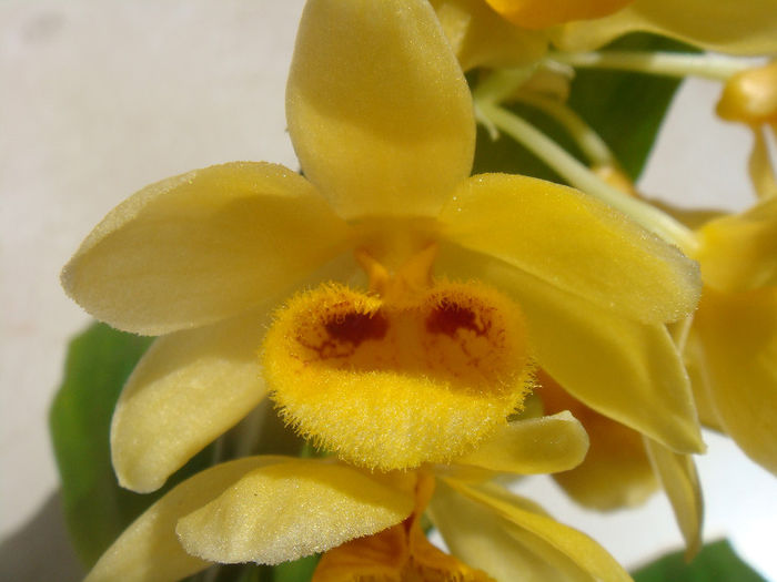 DSC06475 - Dendrobium Sulcatum