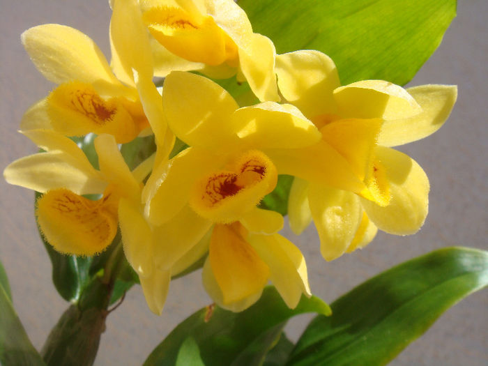 DSC06466 - Dendrobium Sulcatum