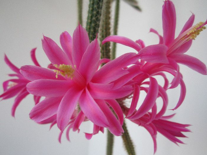 Aporocactus flageliformis - cactusi - 2013