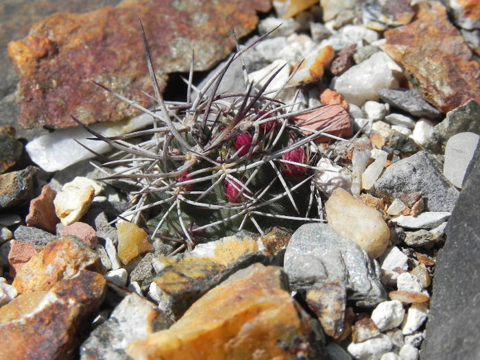 Echinocereus davisii - plante hardy