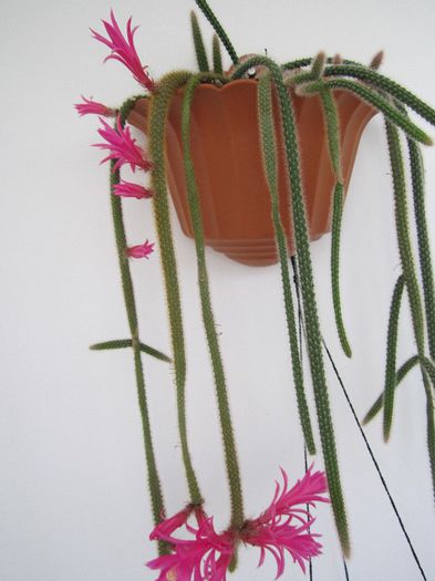 Aporocactus flageliformis